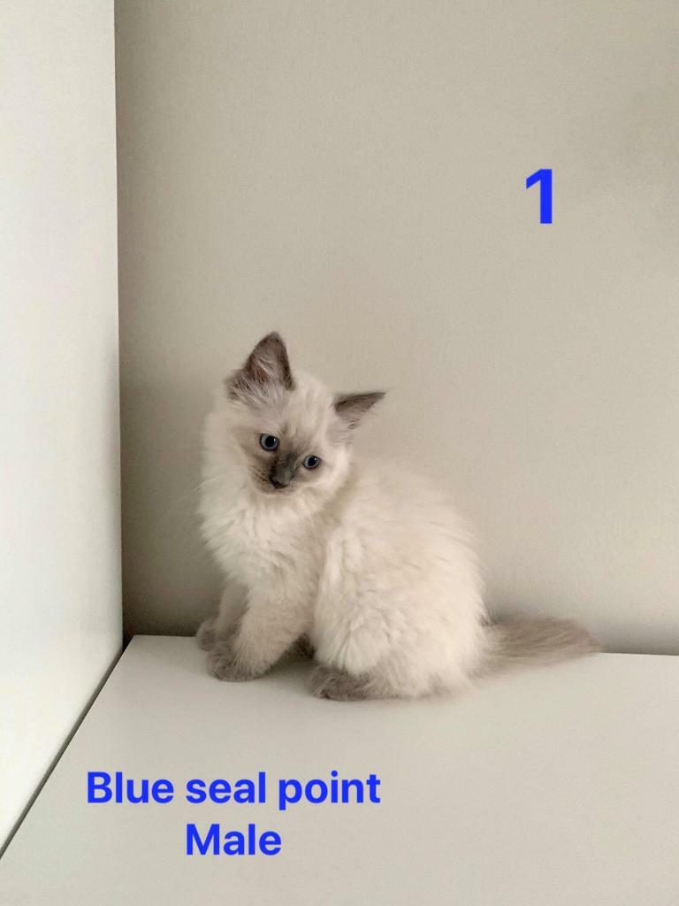 ragdoll cats gumtree